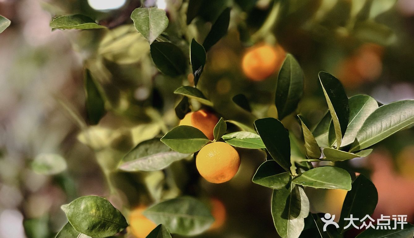 不能饿的肉｜传奇舒芙蕾小店·听哥哥的歌·品茶