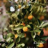 不能饿的肉｜传奇舒芙蕾小店·听哥哥的歌·品茶