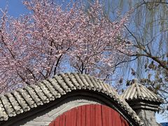 -桃花堤公园