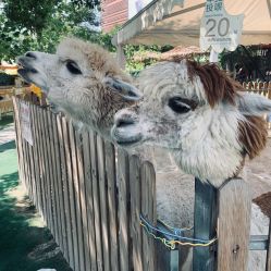 -萌宠亲子动物乐园(槐房万达店)