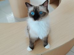 -鼓捣猫呢主题猫咖店