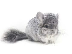 -龙猫仔乐园(惠福东路店)