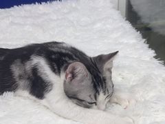 -爱洗澡的猫(天河路店)