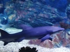 -烟台海昌鲸鲨海洋公园