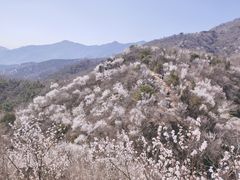 -北京鹫峰国家森林公园