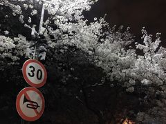 -武汉大学-樱园