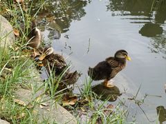 -惠州西湖风景名胜区-丰渚园