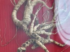 -小杨生煎(黄河路美食休闲街店)