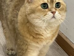 -柴迷FANS CLUB·柴犬狗咖·猫咖