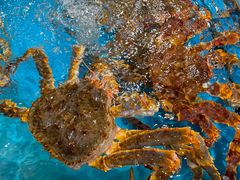 -盒马鲜生(大行宫店)