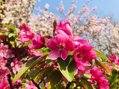 -海棠花溪(元大都城垣遗址公园)