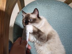 -藏猫猫咖啡主题馆(中央大道店)