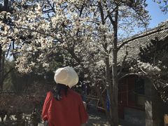 -潭柘寺景区