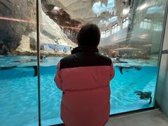 -帝企鹅自助餐厅•儿童岛•真企鹅(长隆企鹅酒店)