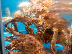 -蟹田居·活蟹料理(东城店)