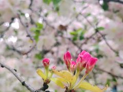 -海棠花溪(元大都城垣遗址公园)