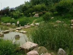 -大塘金香草谷