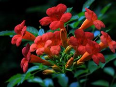 -上海吴淞炮台湾国家湿地公园