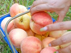 -南汇新场正宗水蜜桃采摘