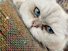 -喵屿·大理花园猫咖