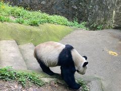 -都江堰中华大熊猫苑