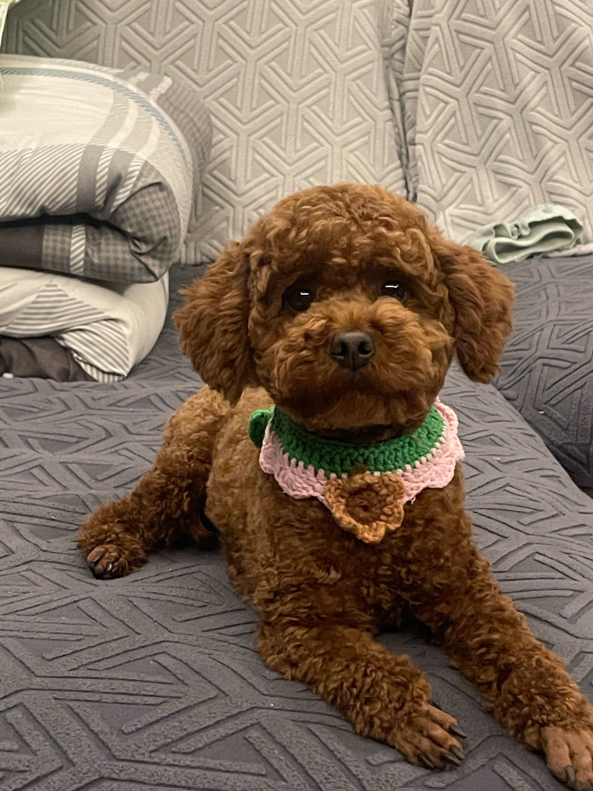 贵宾犬是出色的猎犬