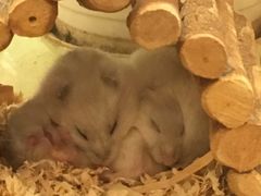 -龙猫仔乐园(惠福东路店)