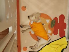 -翊宠yipet猫狗购宠庄园犬舍•猫舍