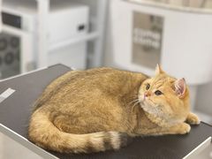 -comecome来吧宠物(奥克斯中心店)