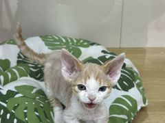 -青奢宠物·青奢猫舍