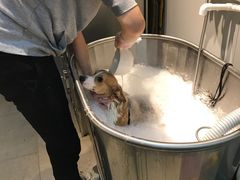 -PETKIT 小佩宠物·低压洗护·美容·寄养(安远店)