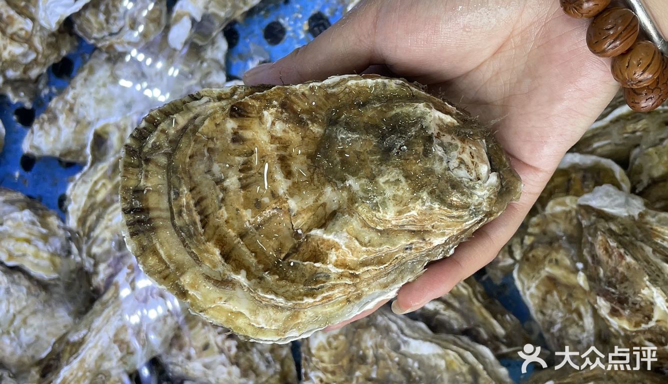 超大生蚝🦪 每年这个季节的生蚝🦪都是最肥的