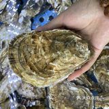 超大生蚝🦪 每年这个季节的生蚝🦪都是最肥的