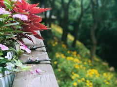 -西湖风景区-江洋畈生态公园
