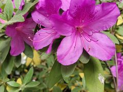 -上海共青森林公园