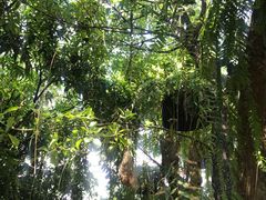-Fern Forest Cafe