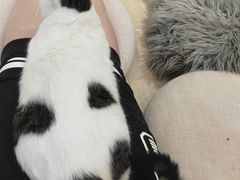 -momokira米努特·德文卷毛猫·棉花面纱犬