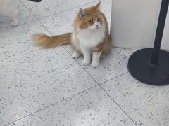 -喵园·猫主题咖啡厅·撸猫·猫咖(国贸店)