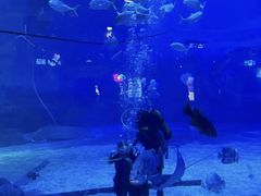 -烟台海昌鲸鲨海洋公园