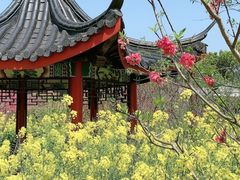 -南汇桃花村