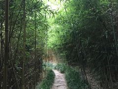 -竹子庵公园