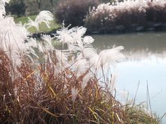 -九里河湿地公园