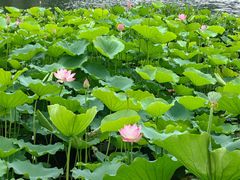 -荔湾湖公园