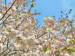 -古柏渡丰乐樱花园