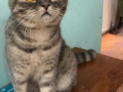 -猫小院猫主题餐厅(三里屯店)
