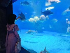-烟台海昌鲸鲨海洋公园
