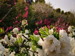 -南汇桃花村