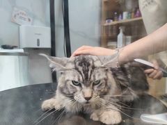 -佐罗家宠物馆·猫文化馆(紫霞路店)