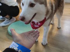 -Husky Go! 哈士奇体验馆·宠物咖啡厅狗咖