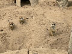 -北京野生动物园